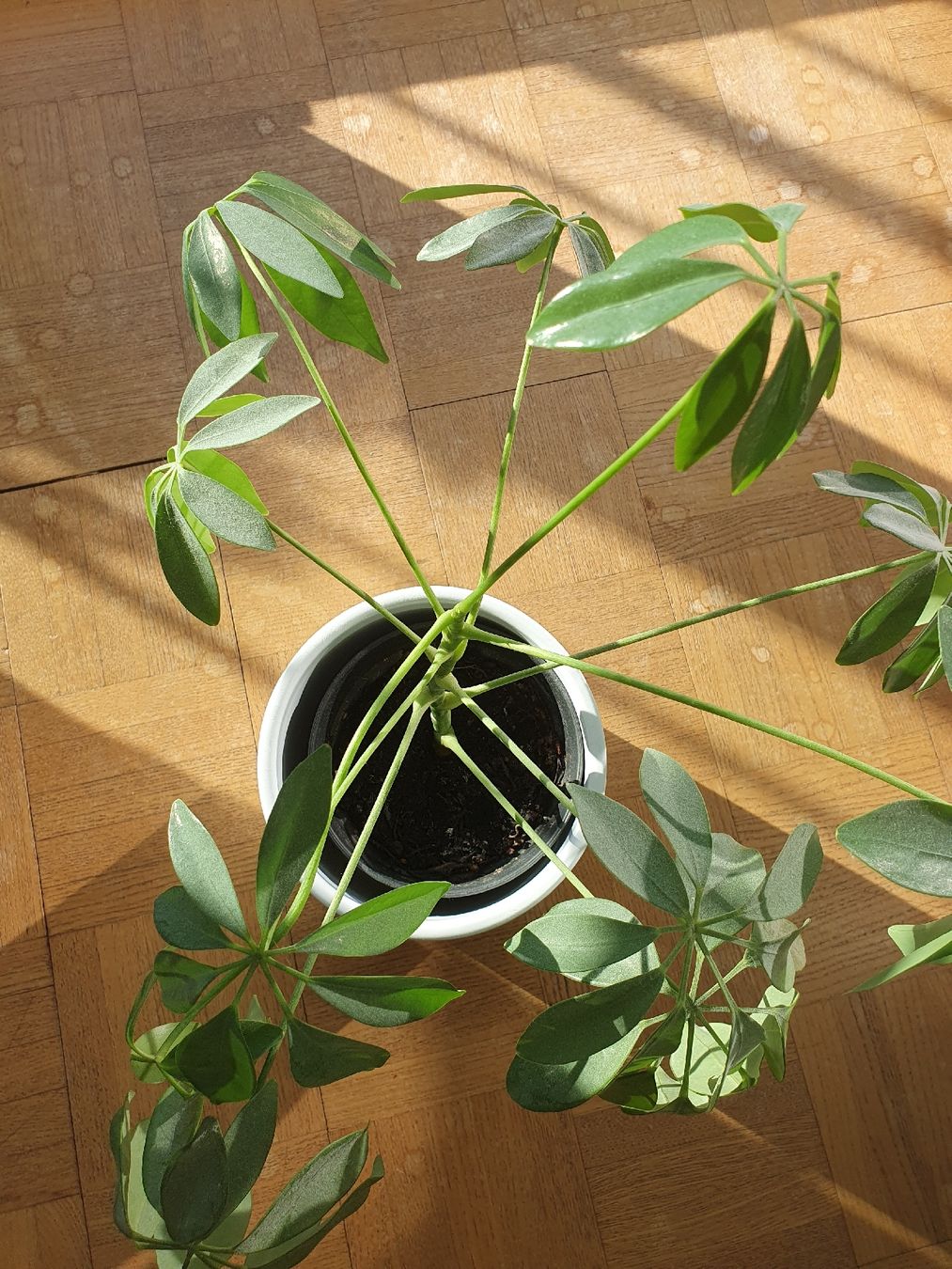 Pflanzen & Samen: Schefflera – Gebraucht aus Olten von thefrog96 1