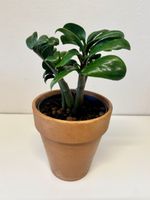 🌿 Zamioculcas zamiifolia (Glücksfeder)