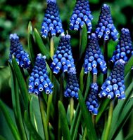 15 zwiebeln MUSCARI ARMENIACUM 🌱 15 bulbes MUSCARI ARMENIA
