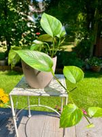 🌿 Efeutute (Epipremnum aureum) in Hydrokultur mit Topf🌿