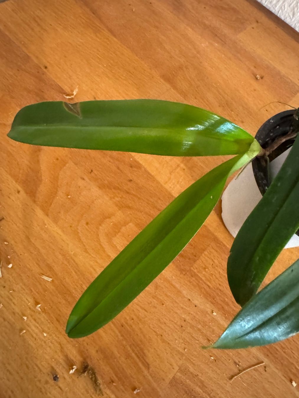 Pflanzen & Samen: Bulbophyllum falcatum – Gebraucht aus Männedorf von mrclst 1