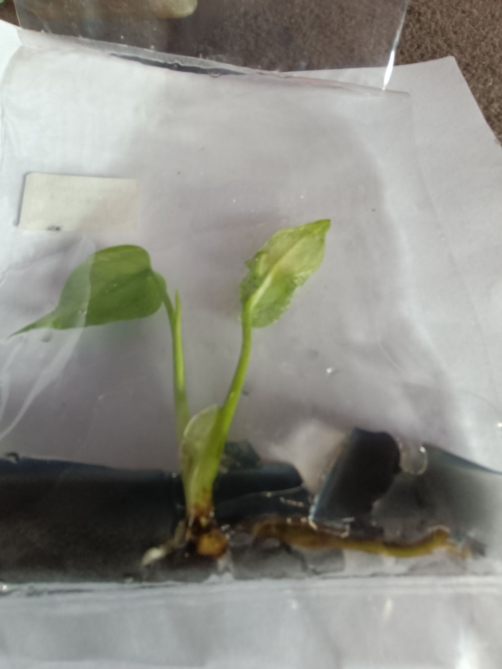 Plantes & graines: Monstera Devil TC  – Neuf avec emballage d'origine à St-Aubin-Sauges par may_2yrv 7