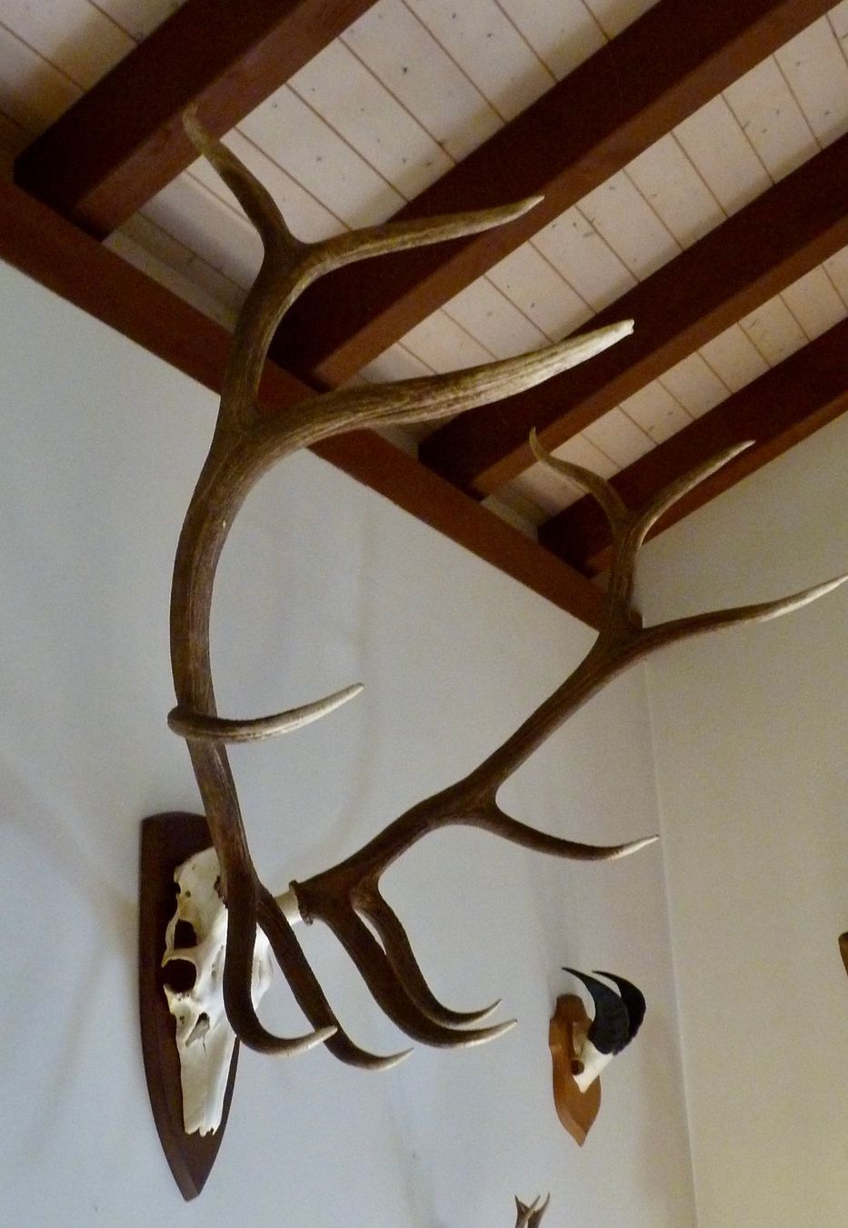 Il mondo degli animali: MARAL (cervus e.maral) – Usato da Sorens venduto da raffiot 1