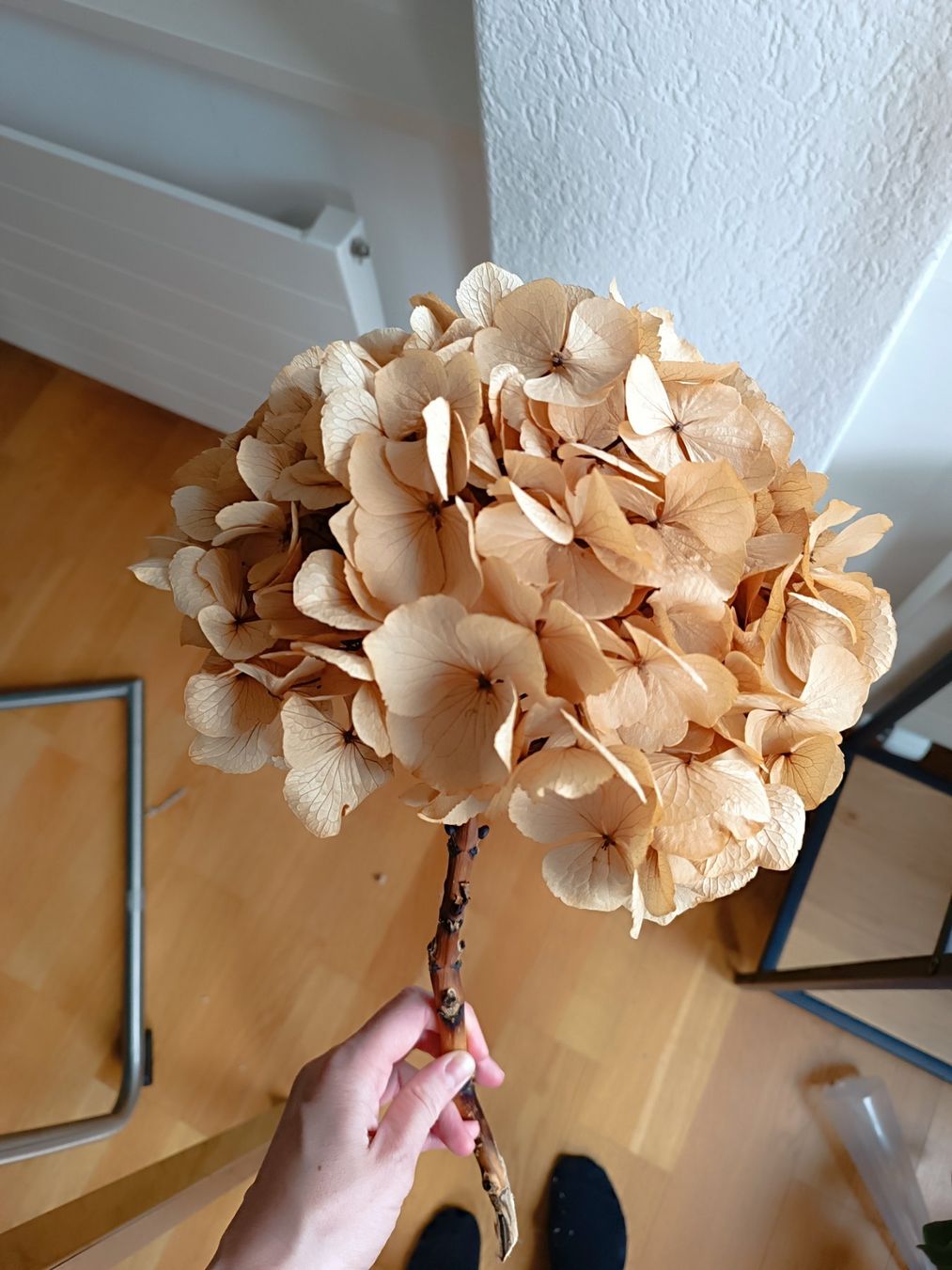 Tutte le decorazioni: Hortensie getrocknet, Trockenblumen – Usato da Horgen venduto da sunny080 1