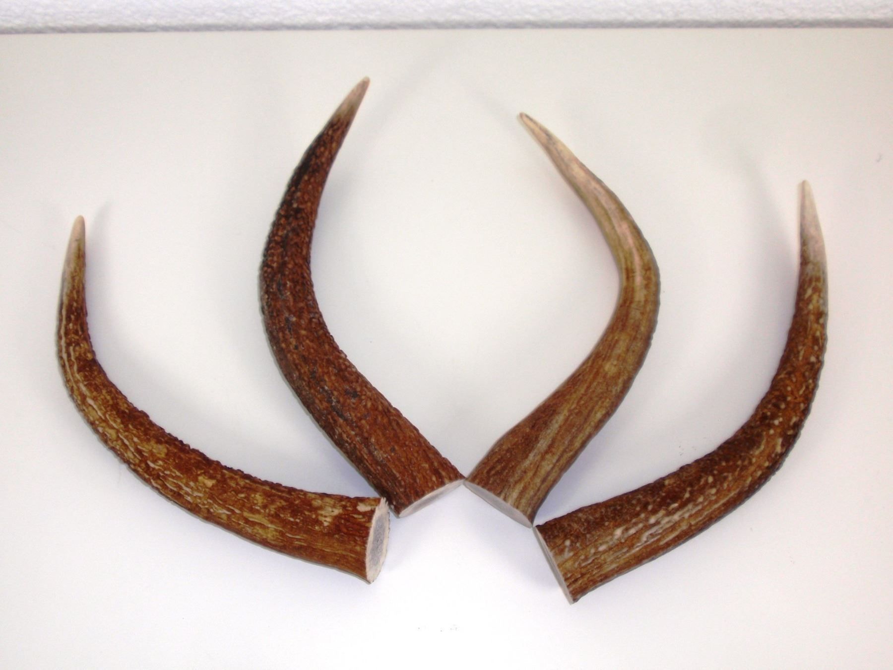 Altre raccolte & rarità: Hirschgeweih - Spitzen grösser 22cm – Nuovo (secondo la descrizione) da Vaduz venduto da hirschjager