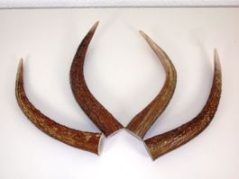 Hirschgeweih - Spitzen grösser 22cm