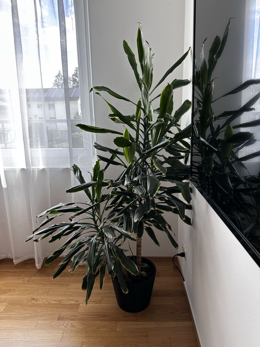 Plantes & graines: Drachenbaum – D'occasion à Wallisellen par ara_x5m5