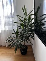 Drachenbaum