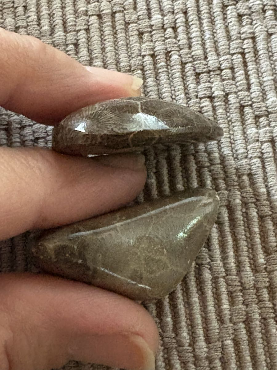 Fossilien: Koralle versteinert und poliert – Gebraucht aus Rümlang von euqinom16 3