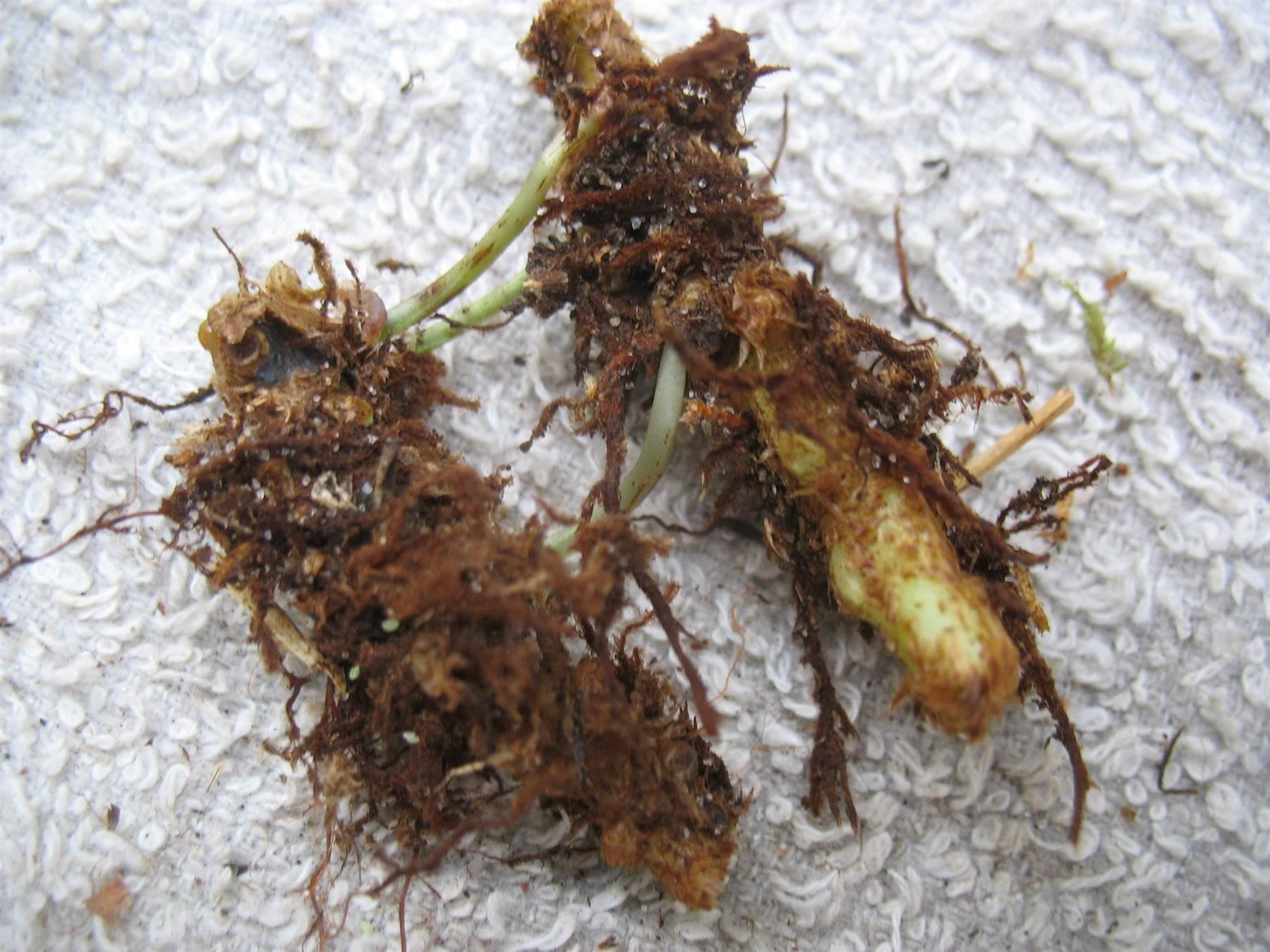 Piante & sementi: Polypode commun (fougère goût réglisse)  2 PLANTS – Nuovo (secondo la descrizione) da Bremblens venduto da FIBONACCI369 4
