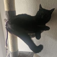 Profile image of cat_6glj