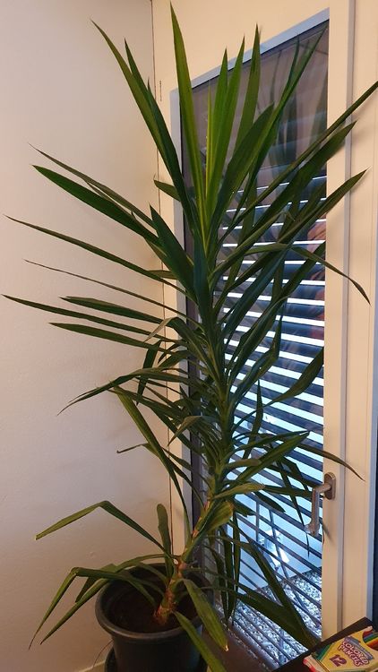 Yucca Pflanze mit Topf Kaufen auf Ricardo