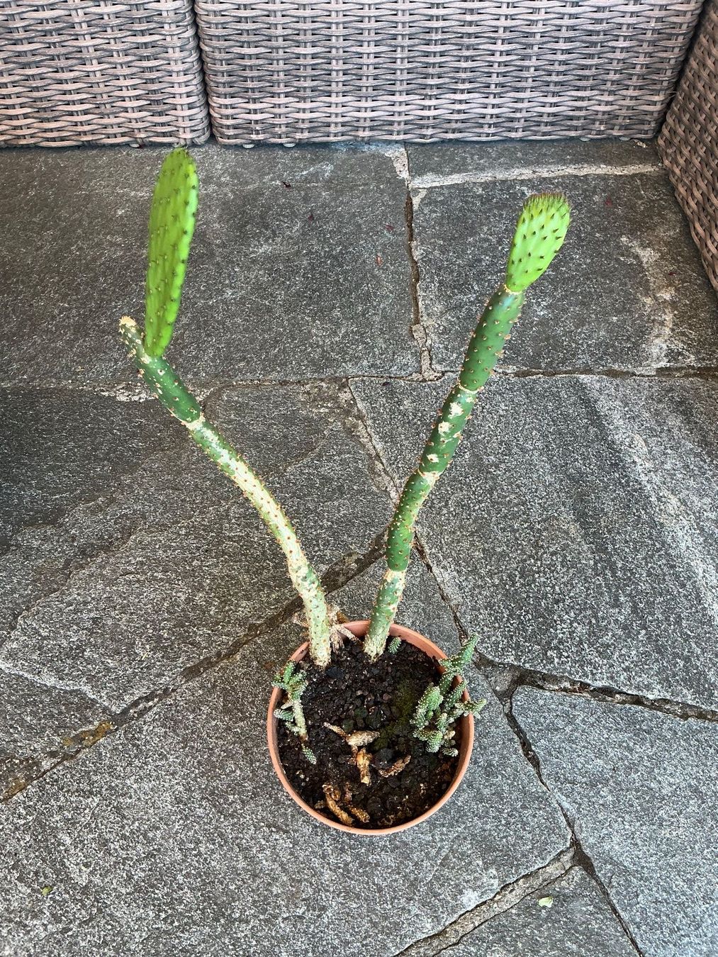 Pflanzen & Samen: Opuntia Kaktus – Neu (gemäss Beschreibung) aus Zürich von peterle01