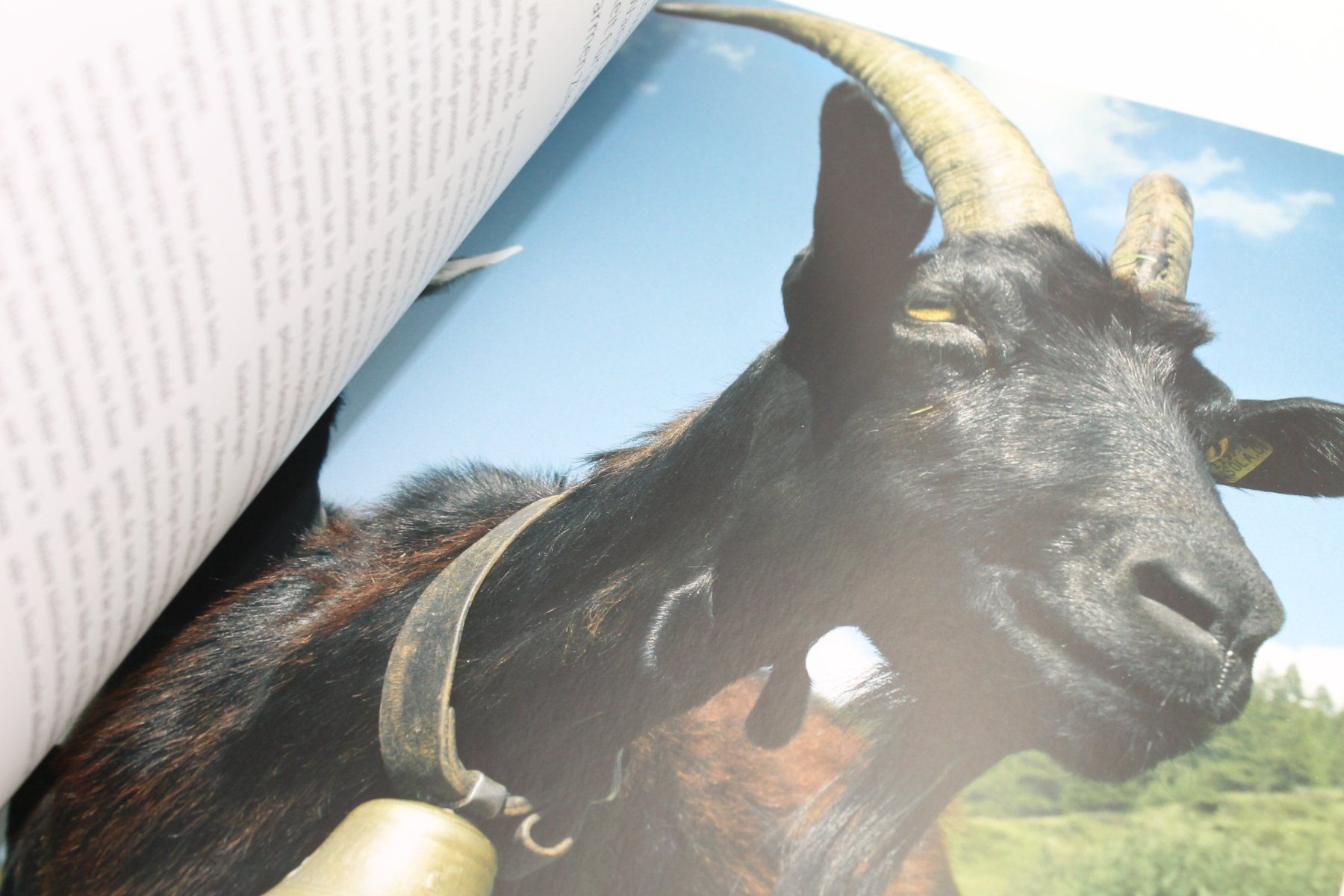 Libri: Schweizer Käse: Ursprünge, traditionelle Sorten – Usato da Lachen SZ venduto da ratata 2