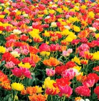 TULIPA DOUBLE MIX : 8 Zwiebeln + Infos wie keimen & pf