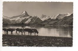 GRINDELWALD Fussbad im Bachalpsee - Kühe
