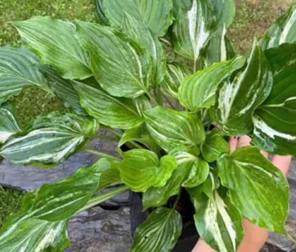 Piante & sementi: Hosta kiyosumi seiryu – Usato da Lajoux JU venduto da Briard0 3