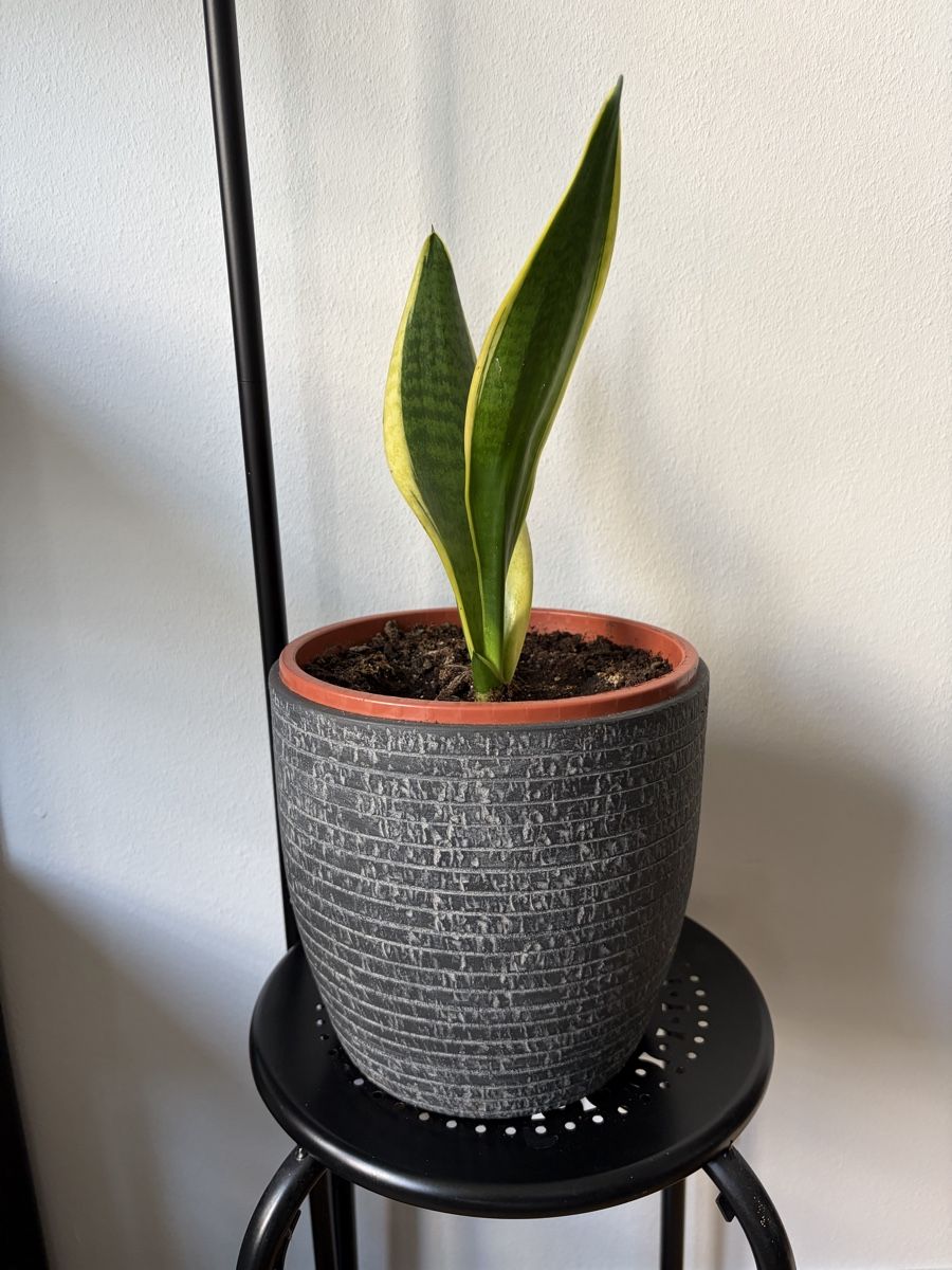 Plantes & graines: Grünpfalnze mit Obertopf – D'occasion à Basel par rkr_77kc