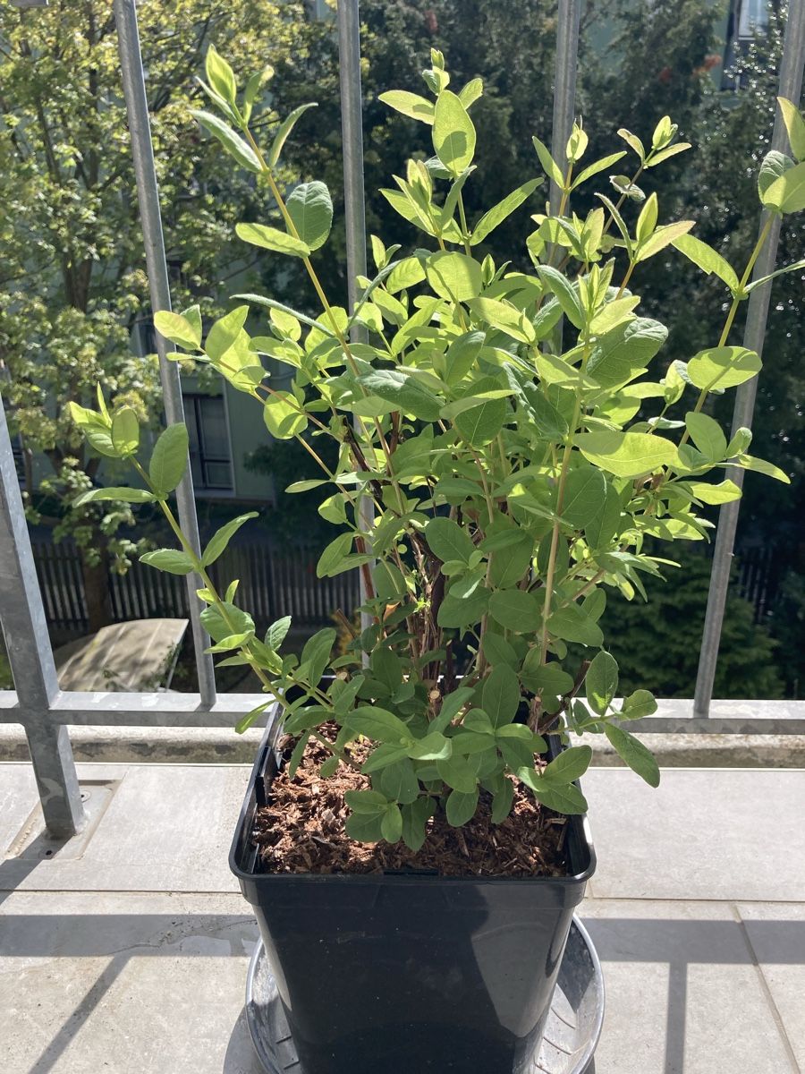 Piante & sementi: Essbare Honigbeeren pflanzen – Usato da Basel venduto da 2z_e_s