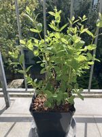 Essbare Honigbeeren pflanzen