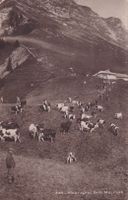 Pâturage du Gros Moléson  1922  ( Lith. Ch. Morel Bulle )