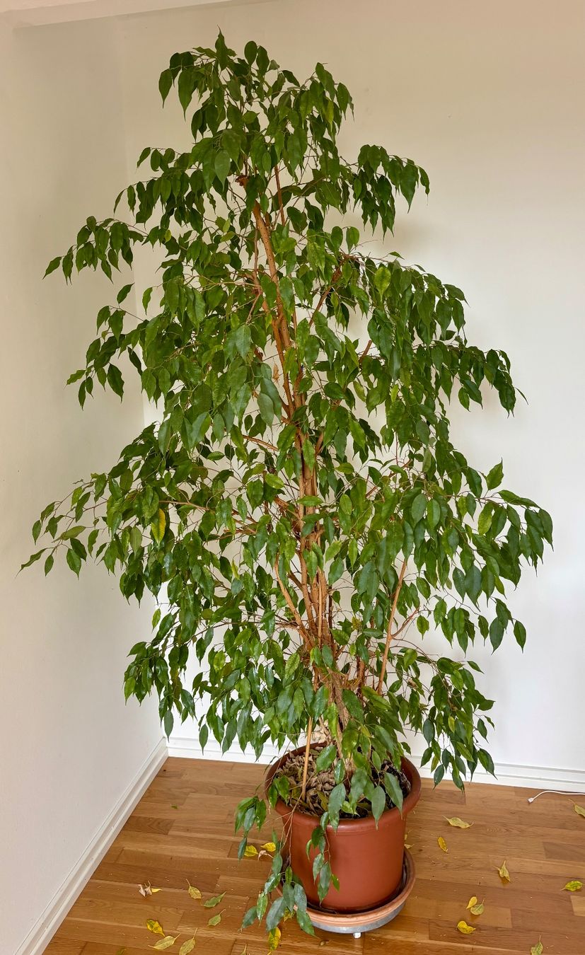 amplissimum variegata Epipremnum Amplissimum - Variegated | Uprooted