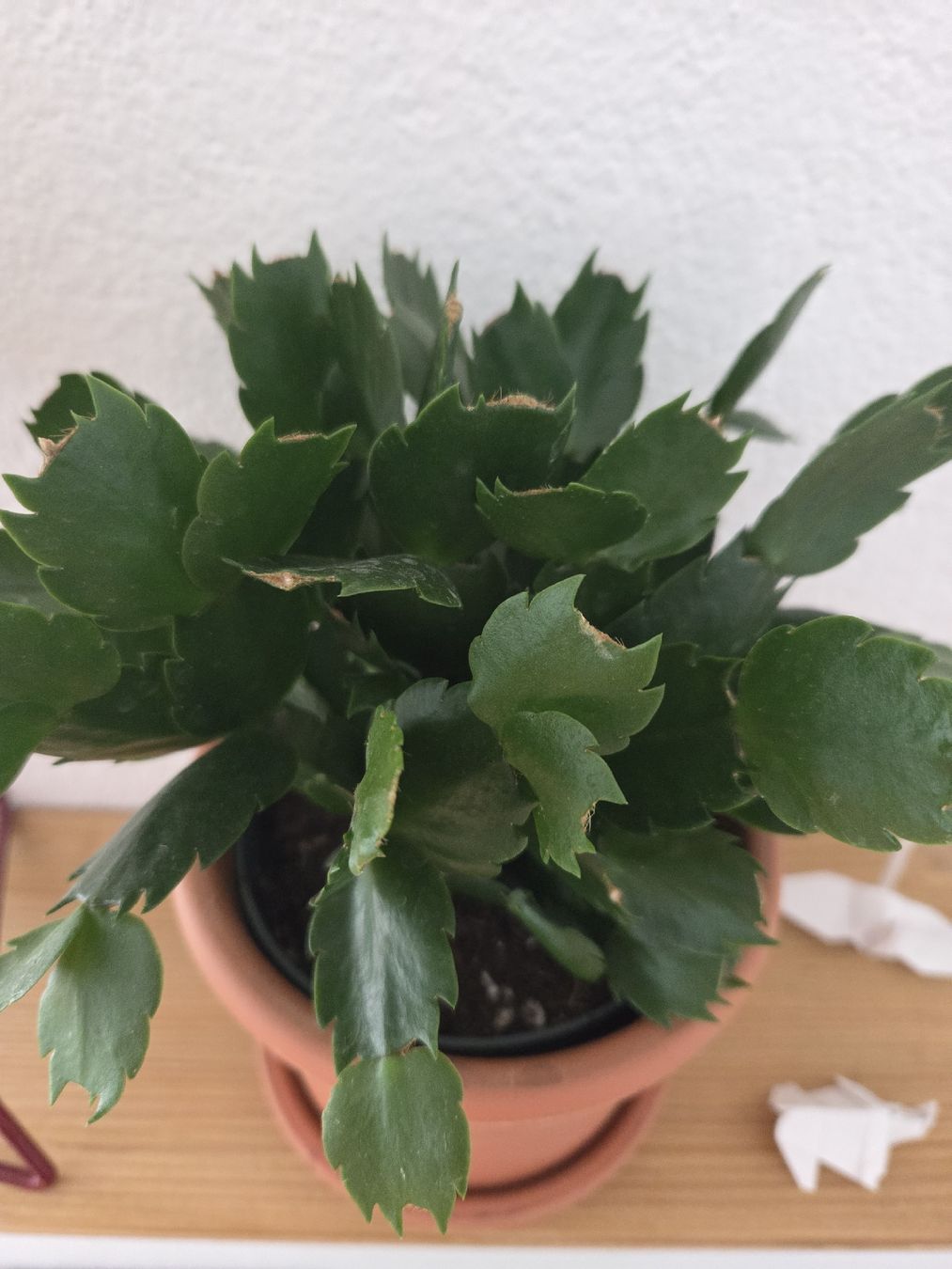 Pflanzen & Samen: Kleine Zimmerpflanze - Weihnachtskaktus 💚🌸 – Gebraucht aus Basel von fecgiulia 1