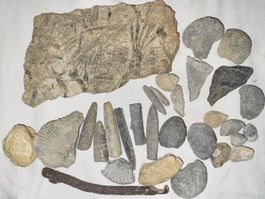 Sammlung Fossilien