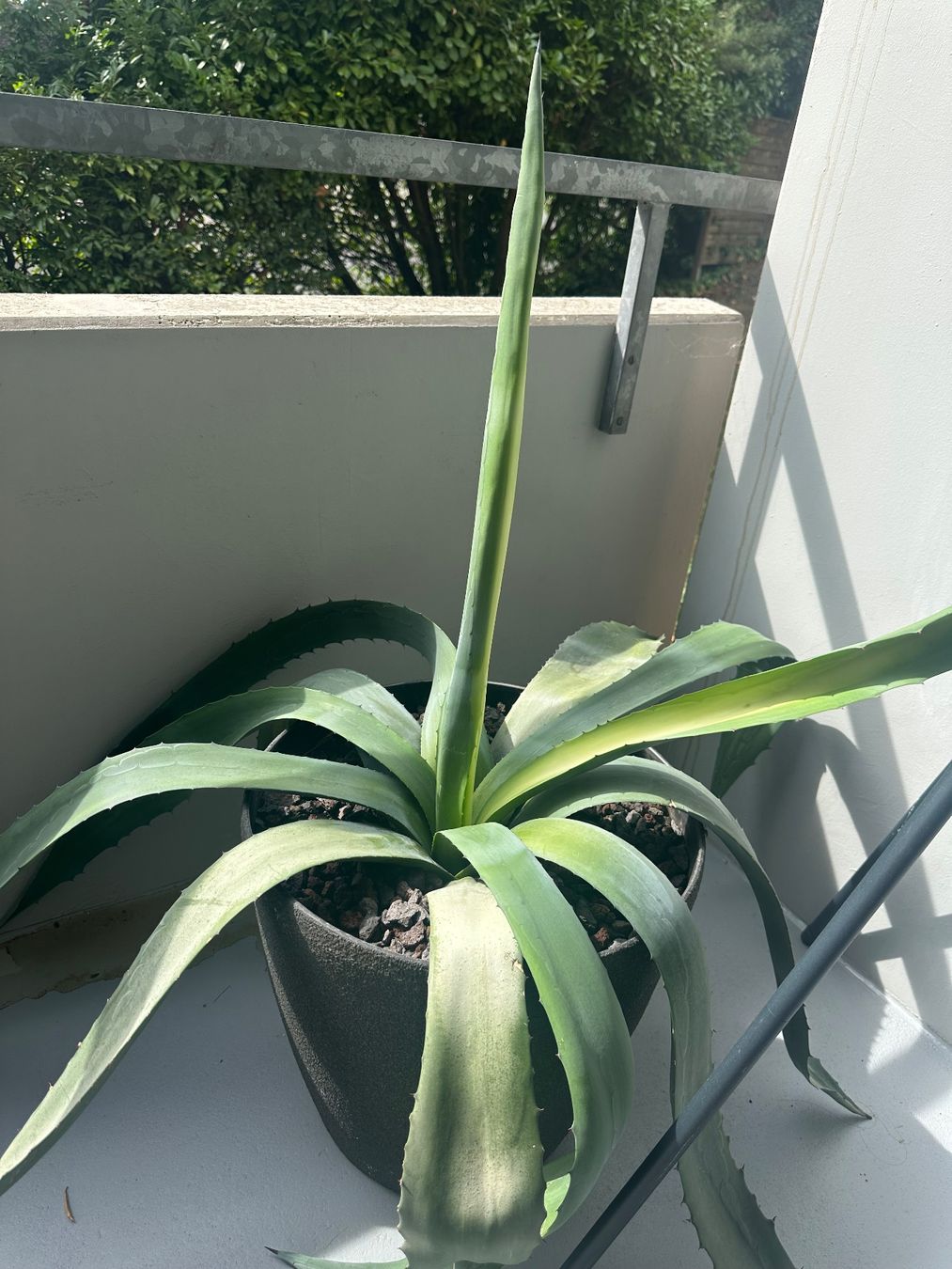 Piante & sementi: Agave groß und kräftig – Usato da Zürich venduto da von_7vbl