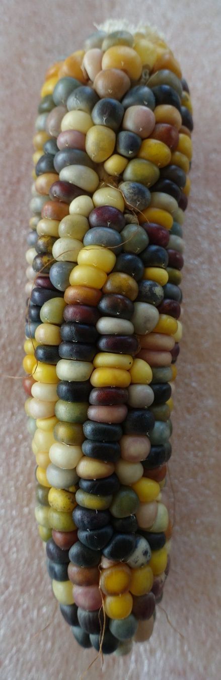 Plantes & graines: Samen Mais, Popcornmais Mais Glass Gem 10 Samen – D'occasion à Schwaderloch par bademeister79 1