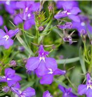 LOBELIA Männertreu, Lobelie ( Lobelia erinus )/ ca 100 Samen