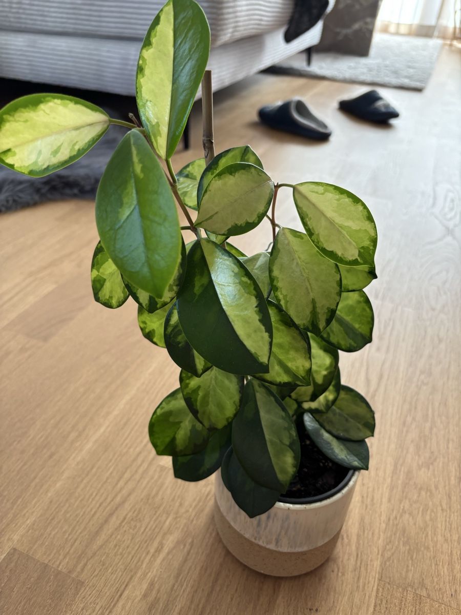 Piante & sementi: Hoya Tricolor mit Übertopf – Usato da Zizers venduto da L.Berther