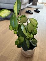Hoya Tricolor mit Übertopf