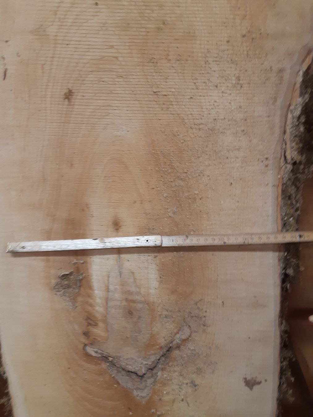 Articoli in legno: Bergahorn Bolen Bretter Nr.3 – Nuovo (secondo la descrizione) da Grindelwald venduto da carro5 5