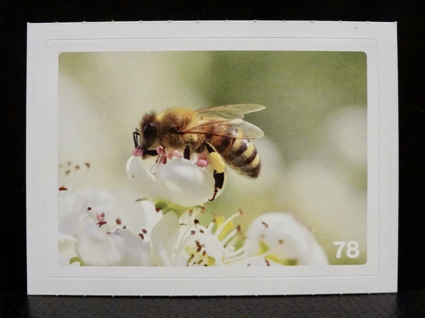 Migros Sammelbilder & Trading cards: MIGROS MANIA Nature Detectives Nr. 78 – Gebraucht aus Kerzers von zimmergruen