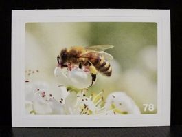 MIGROS MANIA Nature Detectives Nr. 78
