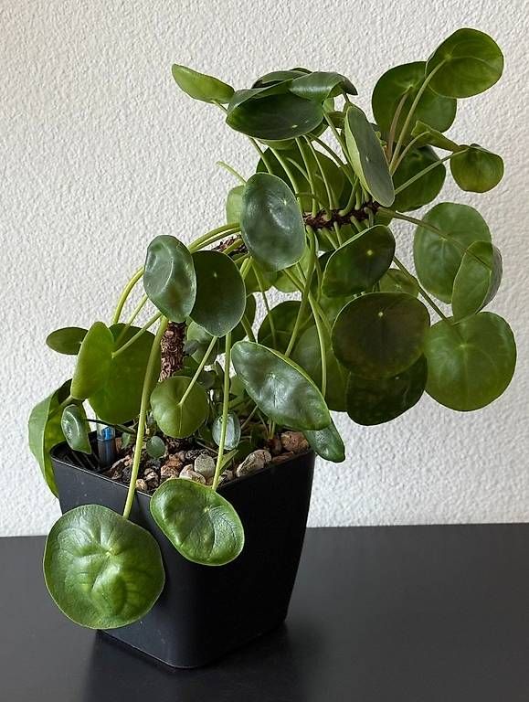 Pflanzen & Samen: Pilea peperomioides, 40cm, grosse Mutterpflanze – Gebraucht aus Aadorf von Arkabraa 2