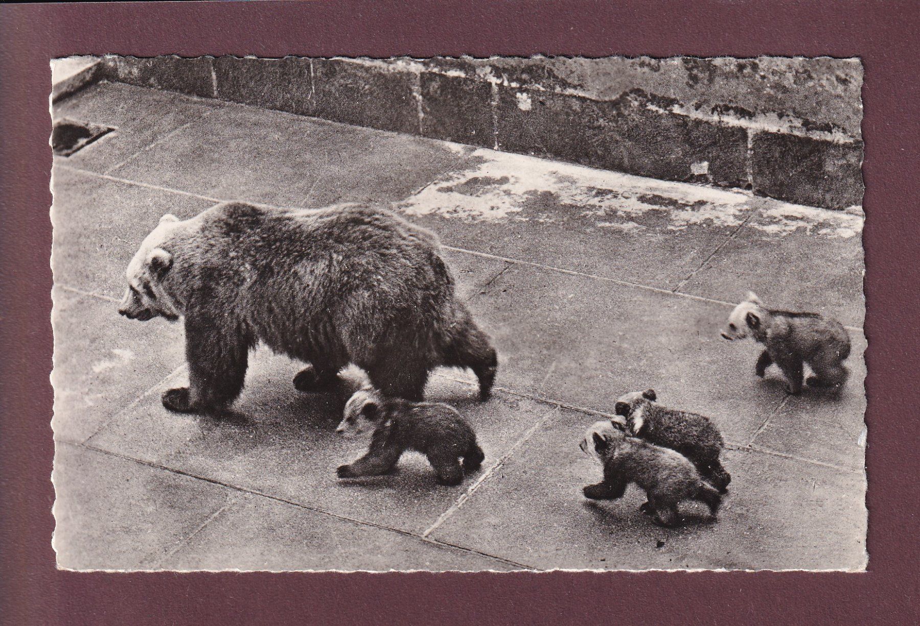 Cartoline postali: BERN - Bärengraben - 1964 – Usato da Pully venduto da nicecards