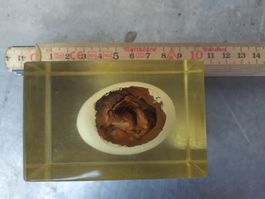 Originelles Hühnerei, mit Embryo im Harz