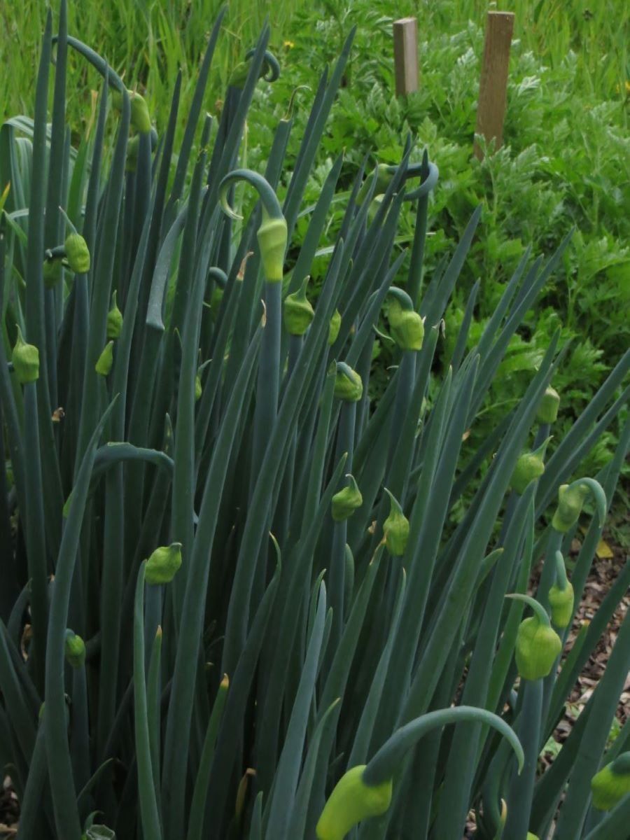 Piante & sementi: Etagenzwiebeln aus eigenem Garten – Nuovo e nell'imballaggio originale da Bellikon venduto da paule13 2