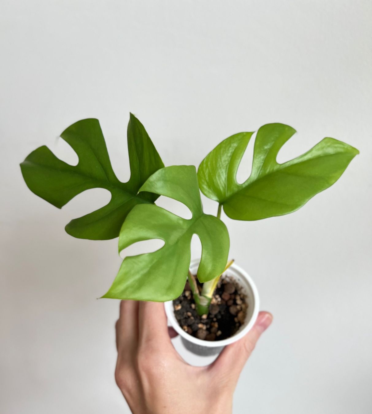 Piante & sementi: Monstera minima💚 – Usato da Glattpark(Opfikon) venduto da ste_n99y 4