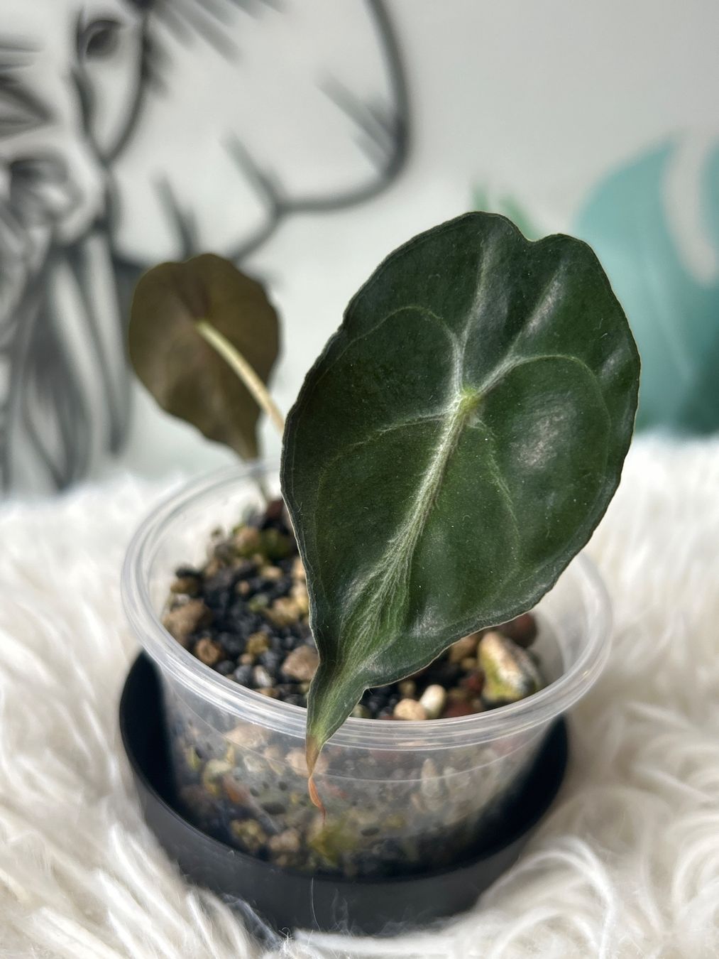 Pflanzen & Samen: Alocasia Sanderiana Bull Aurea – Neu (gemäss Beschreibung) aus Scherzingen von Elefantenohr.ch 2