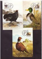 Maximum Karten Nr. 97