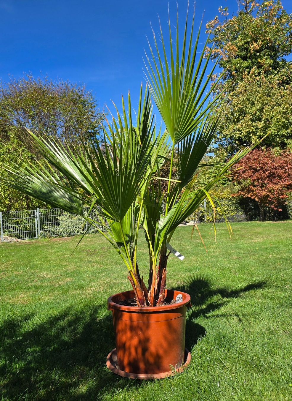 Pflanzen & Samen: Washington robusta Palme – Gebraucht aus Aarburg von popkorn65 2