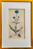 James Sowerby gravure cuivre Kupferstich Scabiosa