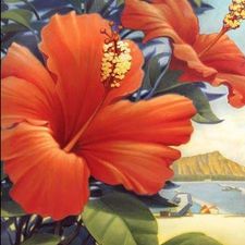 Profile image of Hibiscus11