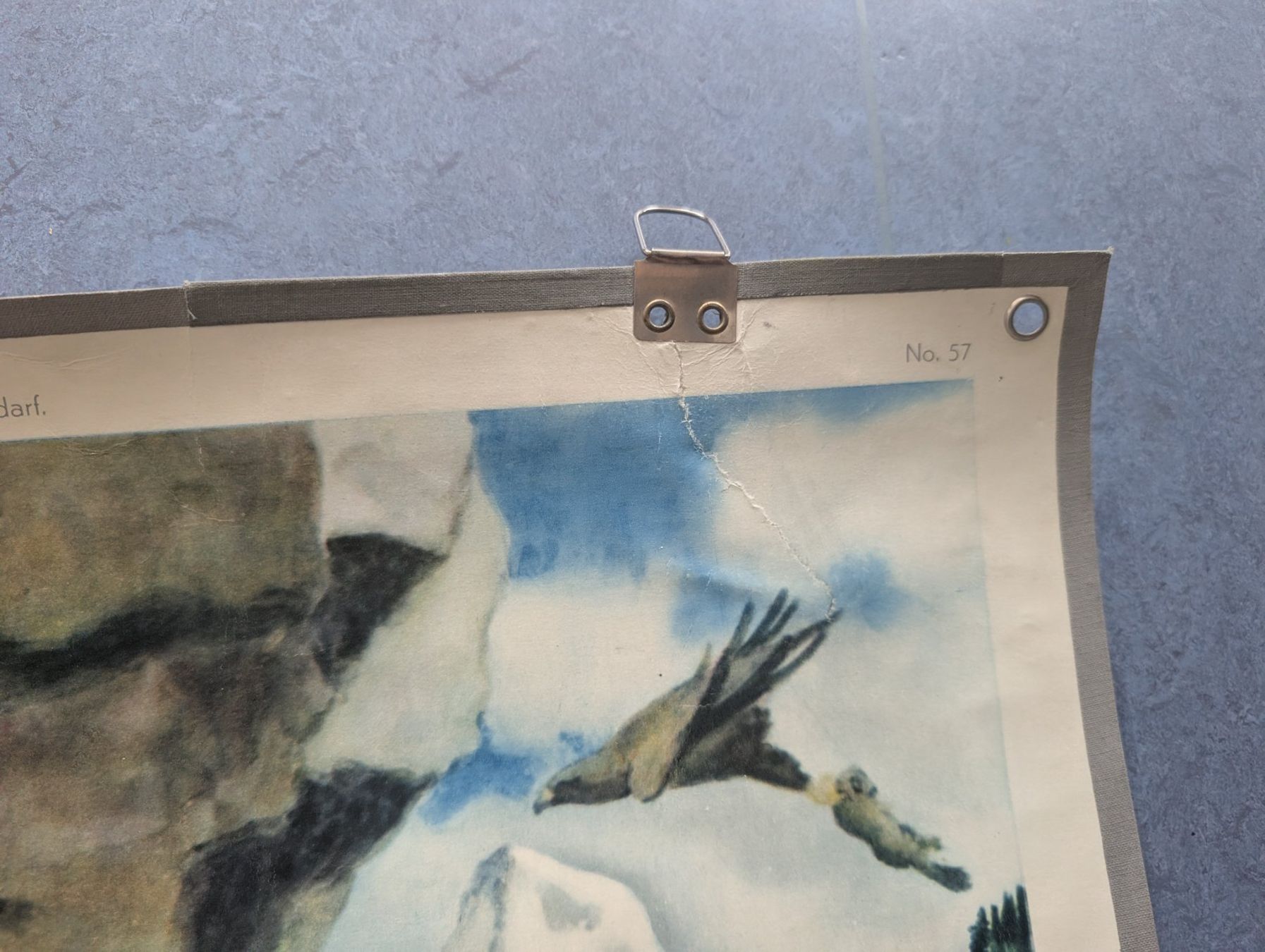 Foto & Immagini: Schulwandbild Nr. 57 - Adler – Usato da Luzern venduto da JenKu 2