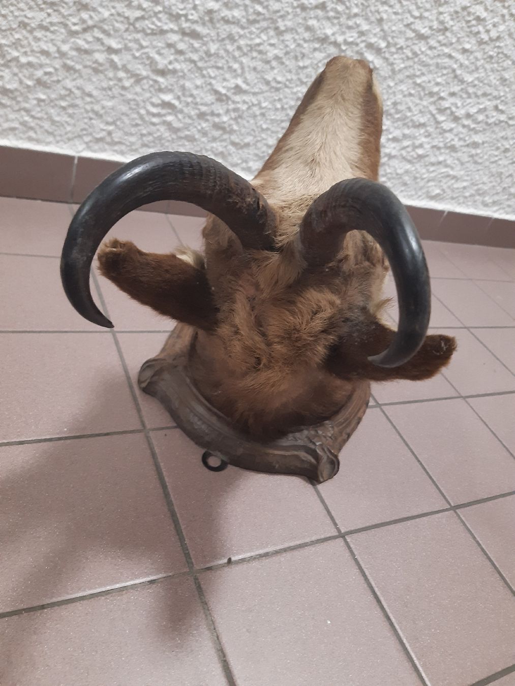Il mondo degli animali: CHAMOIS Forêt noir. Taxidermie – Usato da Genève venduto da dieudedieu 4