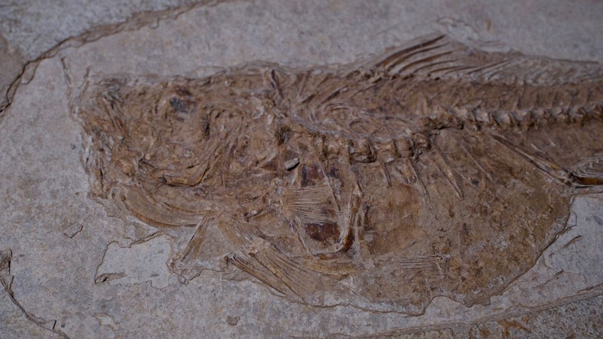 Fossili: Fossil - Dapalis macrurus – Usato da Biel/Bienne venduto da nimmes 1