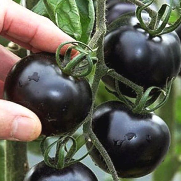 Piante & sementi: TOMATE  Blackball / 10 Samen – Nuovo (secondo la descrizione) da Hinteregg venduto da ERFOLG78 1